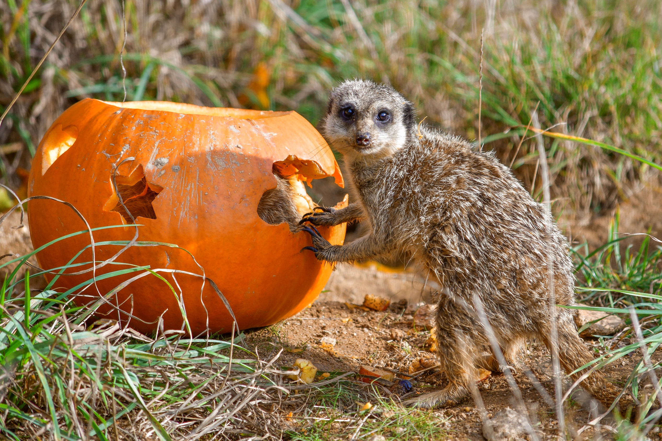 Podzimní prázdniny na Vysočině?