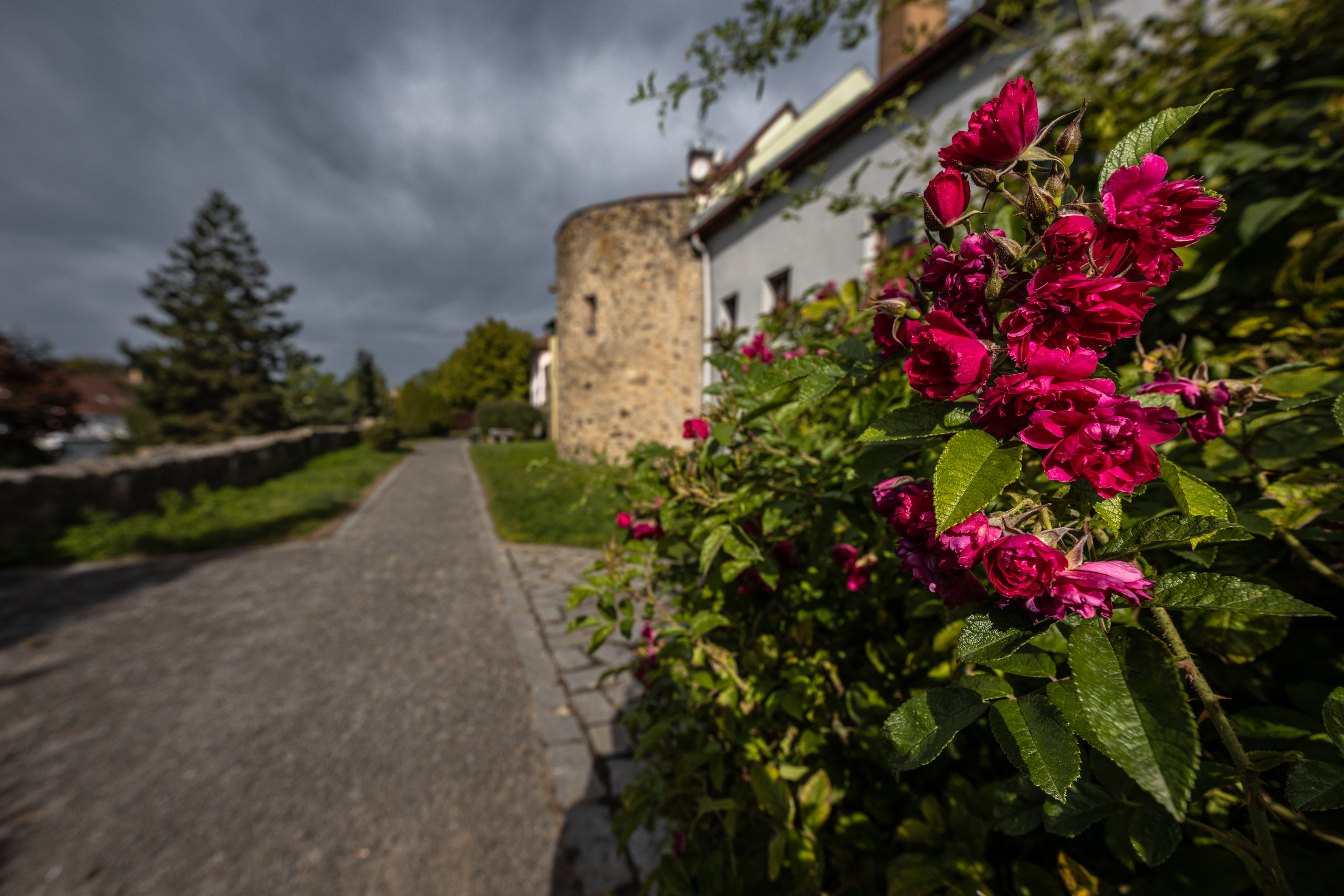 Rozkvetlá Vysočina