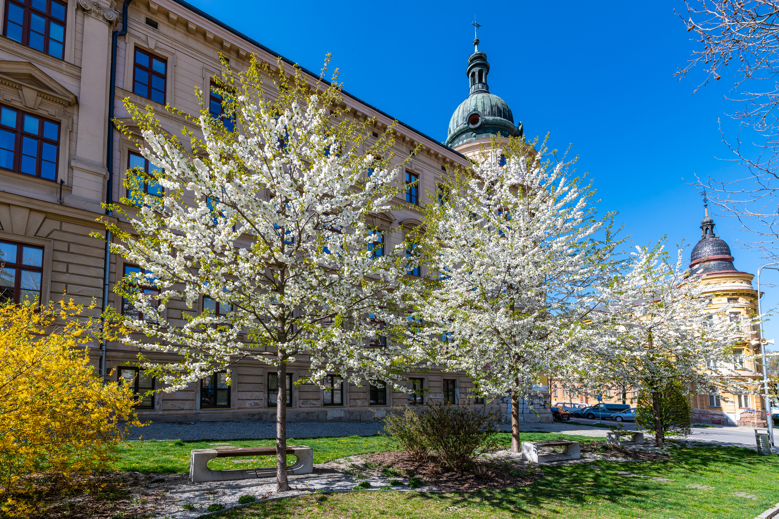 Rozkvetlá Vysočina