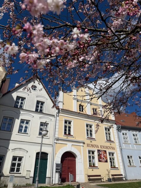 Rozkvetlá Vysočina