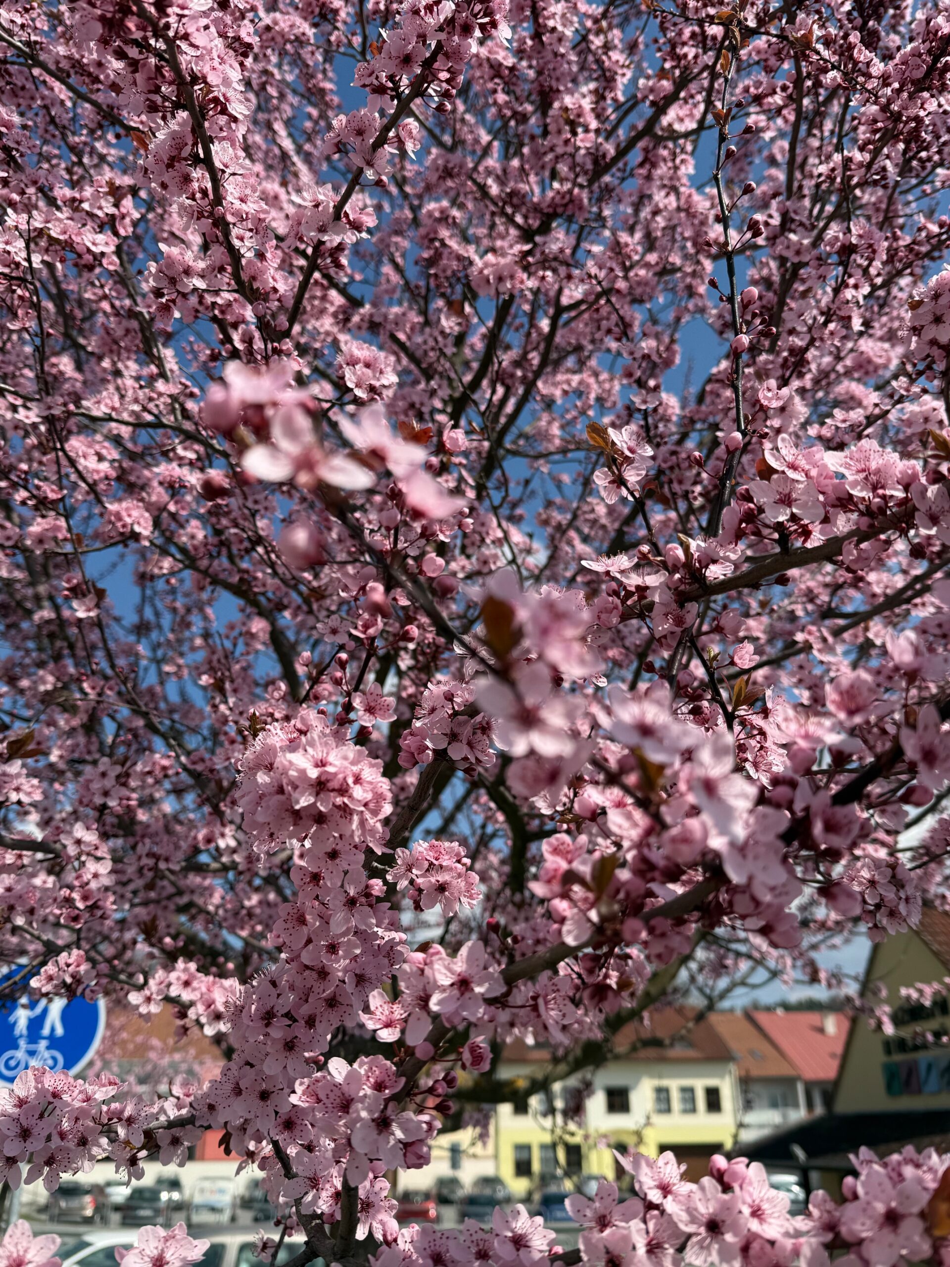 Rozkvetlá Vysočina