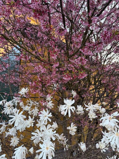 Rozkvetlá Vysočina