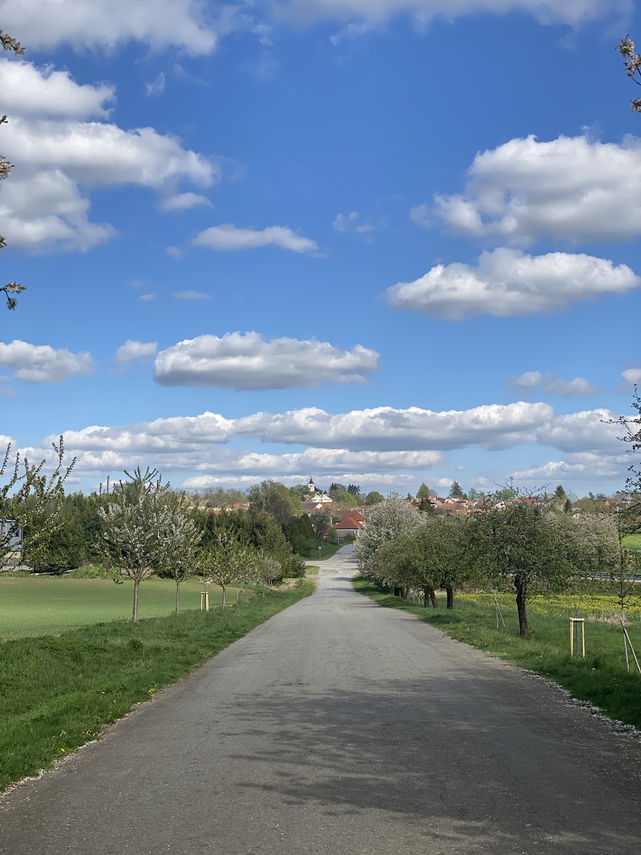 Rozkvetlá Vysočina