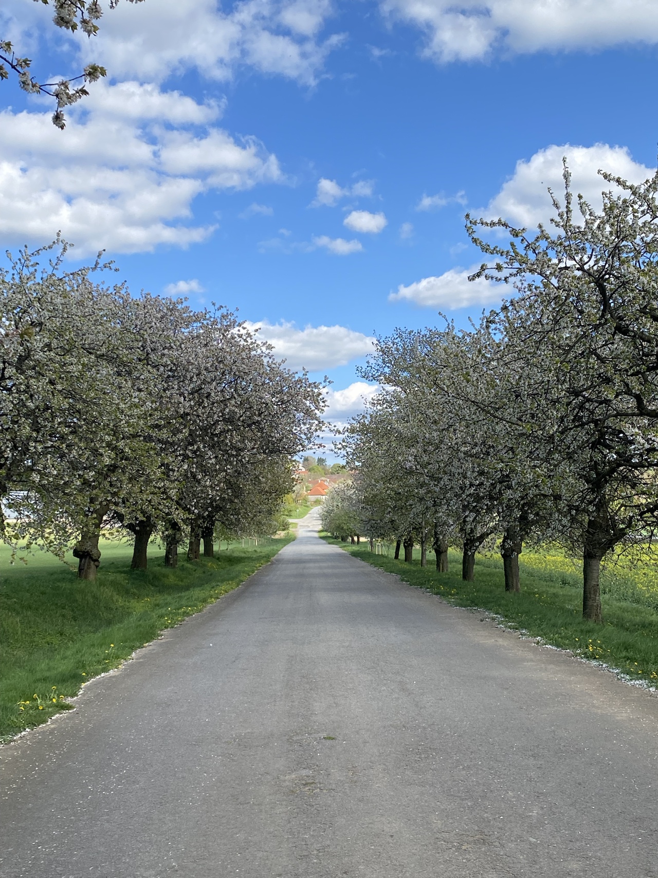 Rozkvetlá Vysočina