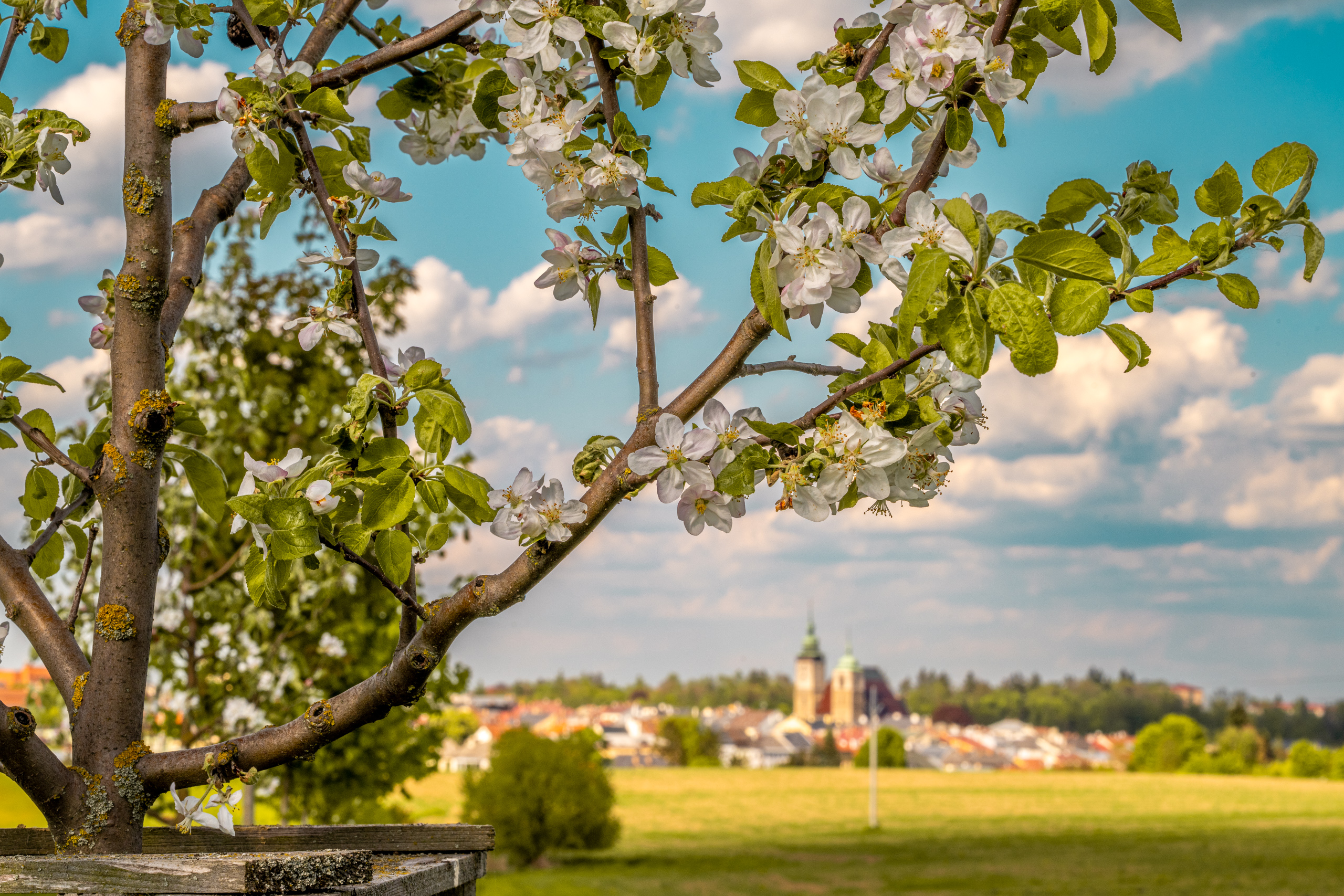 Rozkvetlá Vysočina