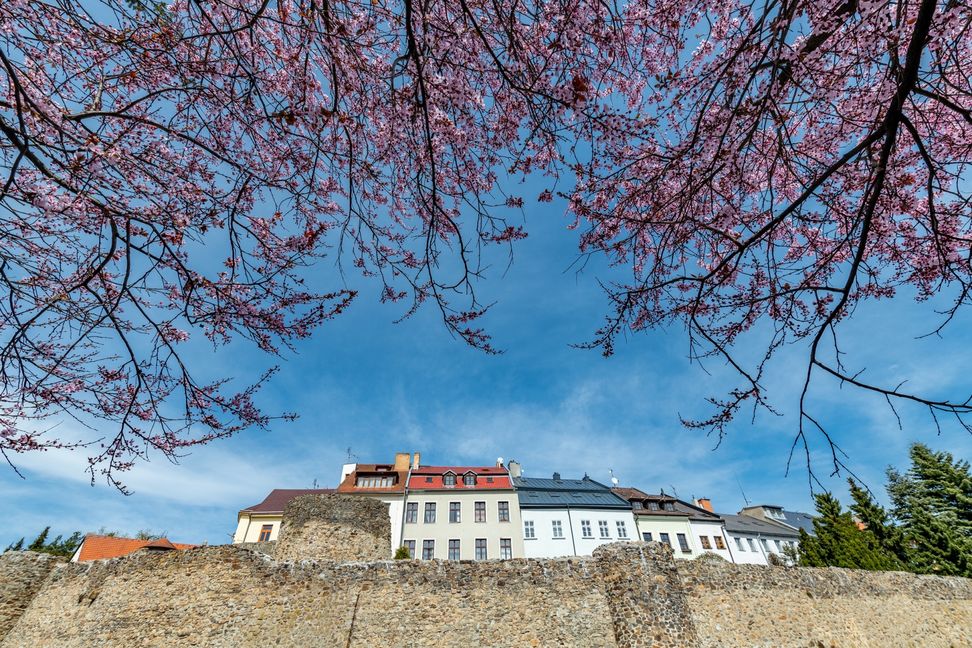 Rozkvetlá Vysočina