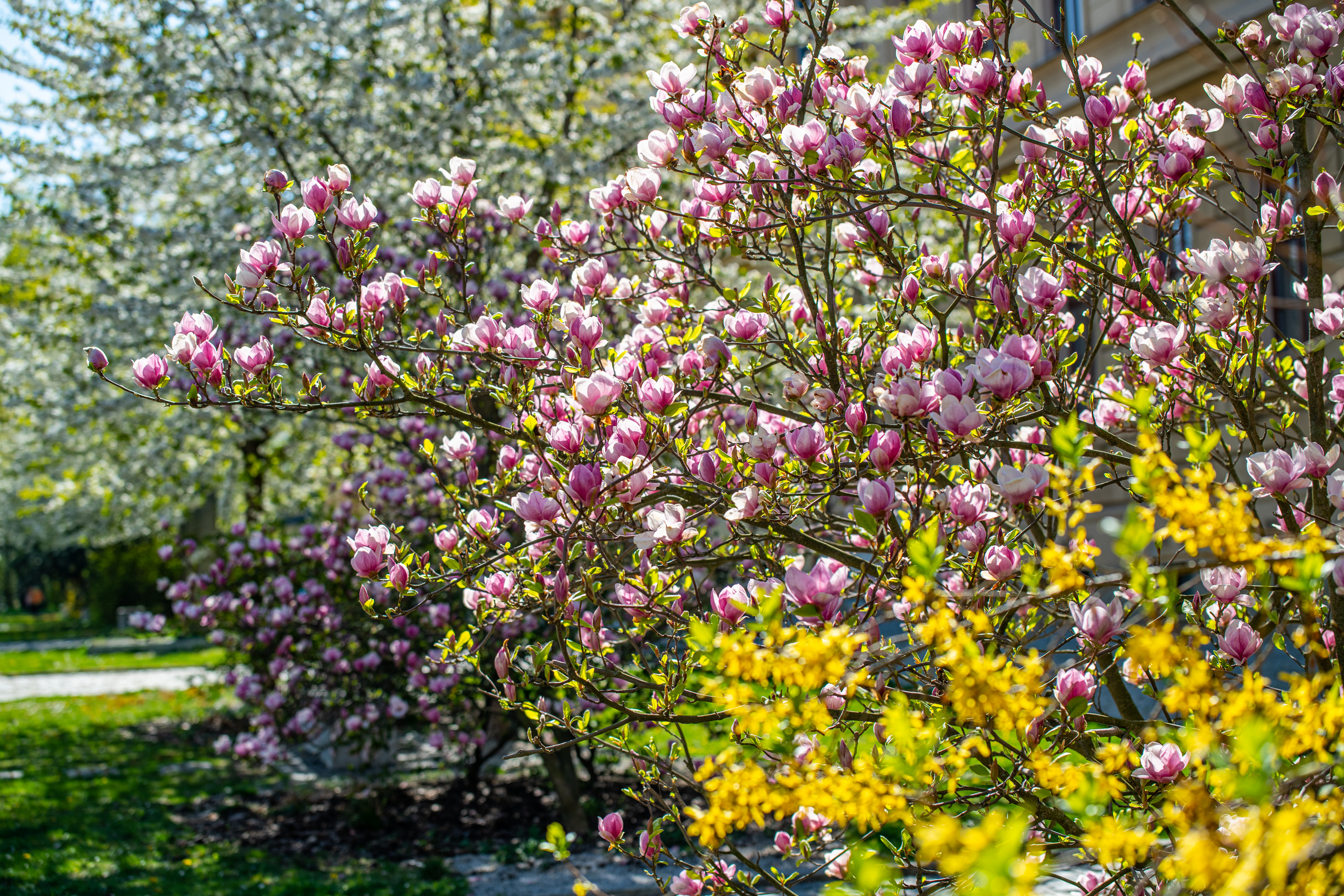 Rozkvetlá Vysočina