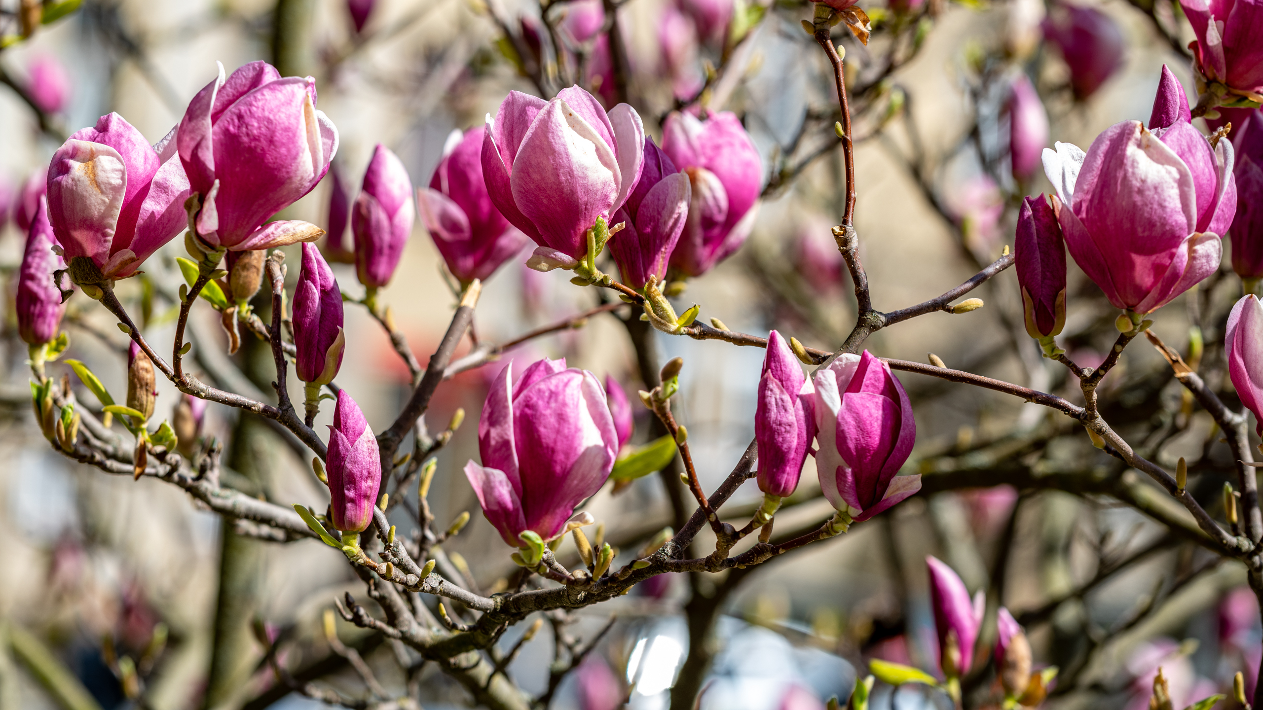 Rozkvetlá Vysočina